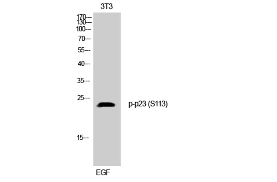 Western Blot - Anti-TEBP (phospho Ser113) Antibody (A0583) - Antibodies.com