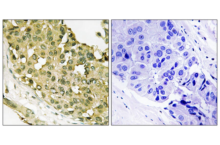 Immunohistochemistry - Anti-STMN1 (phospho Ser62) Antibody (A8066) - Antibodies.com