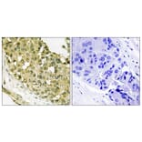 Immunohistochemistry - Anti-STMN1 (phospho Ser62) Antibody (A8066) - Antibodies.com