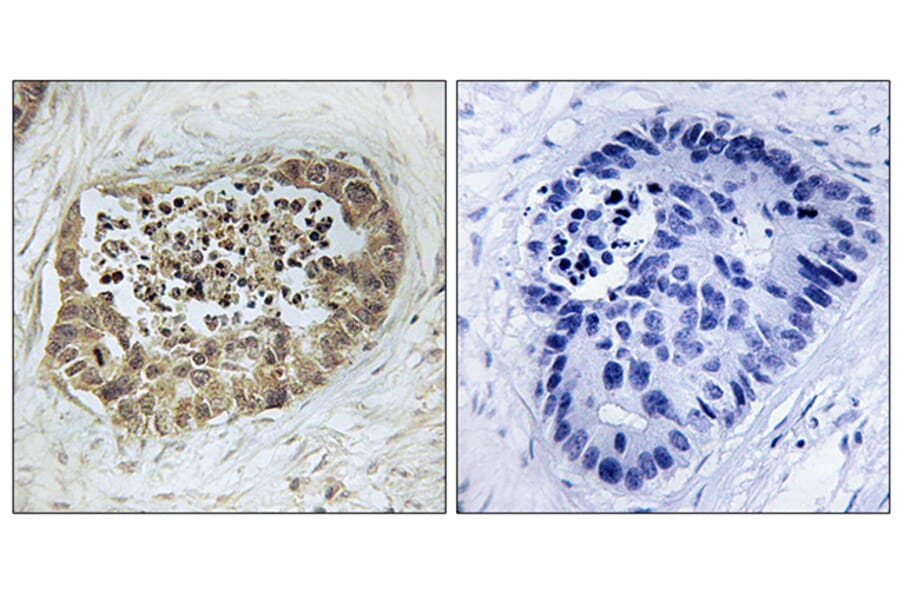 Immunohistochemistry - Anti-SMC1 (phospho Ser966) Antibody (A0575) - Antibodies.com