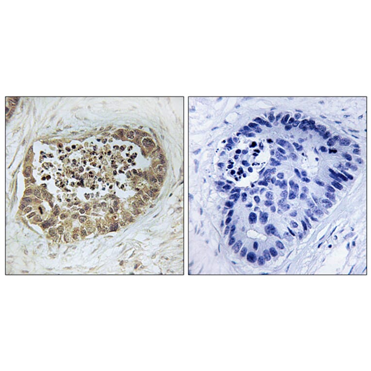 Immunohistochemistry - Anti-SMC1 (phospho Ser966) Antibody (A0575) - Antibodies.com