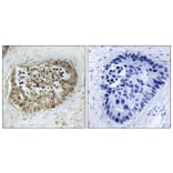 Immunohistochemistry - Anti-SMC1 (phospho Ser966) Antibody (A0575) - Antibodies.com