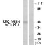 Western Blot - Anti-SEK1 (phospho Thr261) Antibody (A7216) - Antibodies.com