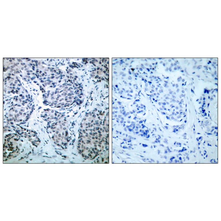 Immunohistochemistry - Anti-SEK1 (phospho Thr261) Antibody (A7216) - Antibodies.com