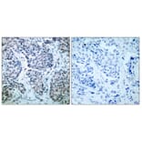 Immunohistochemistry - Anti-SEK1 (phospho Thr261) Antibody (A7216) - Antibodies.com