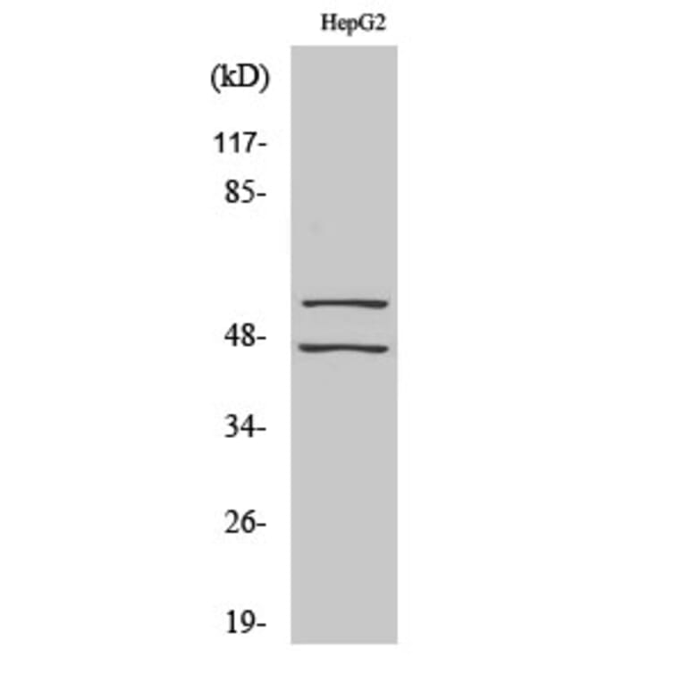 Western Blot - Anti-SAPK (phospho Tyr185) Antibody (A7129) - Antibodies.com