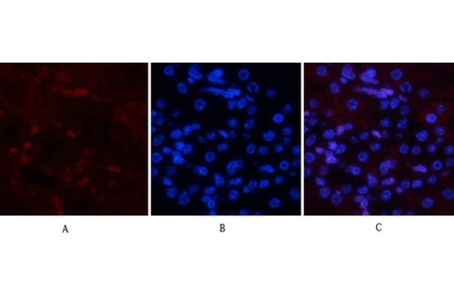 Immunofluorescence - Anti-SAPK (phospho Tyr185) Antibody (A7129) - Antibodies.com
