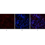 Immunofluorescence - Anti-SAPK (phospho Tyr185) Antibody (A7129) - Antibodies.com