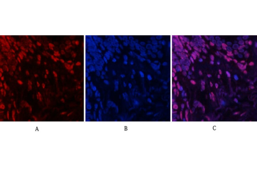 Immunofluorescence - Anti-SAPK (phospho Tyr185) Antibody (A7129) - Antibodies.com