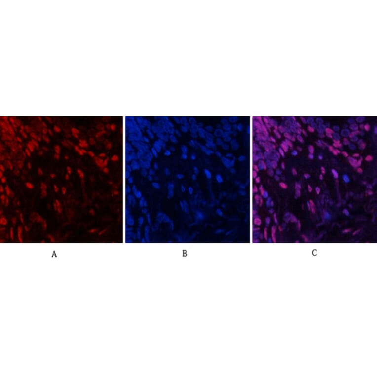 Immunofluorescence - Anti-SAPK (phospho Tyr185) Antibody (A7129) - Antibodies.com
