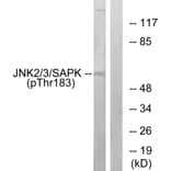 Western Blot - Anti-SAPK (phospho Thr183) Antibody (A7128) - Antibodies.com