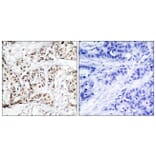 Immunohistochemistry - Anti-SAPK (phospho Thr183) Antibody (A7128) - Antibodies.com