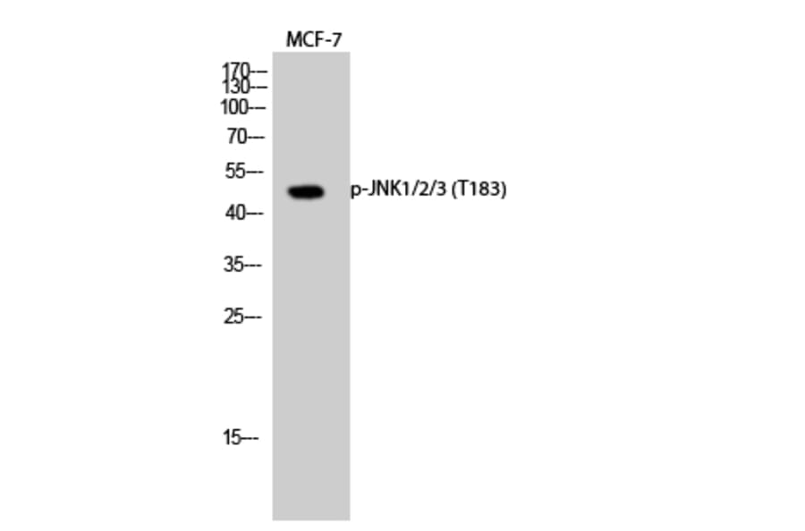 Western Blot - Anti-SAPK (phospho Thr183) Antibody (A7128) - Antibodies.com