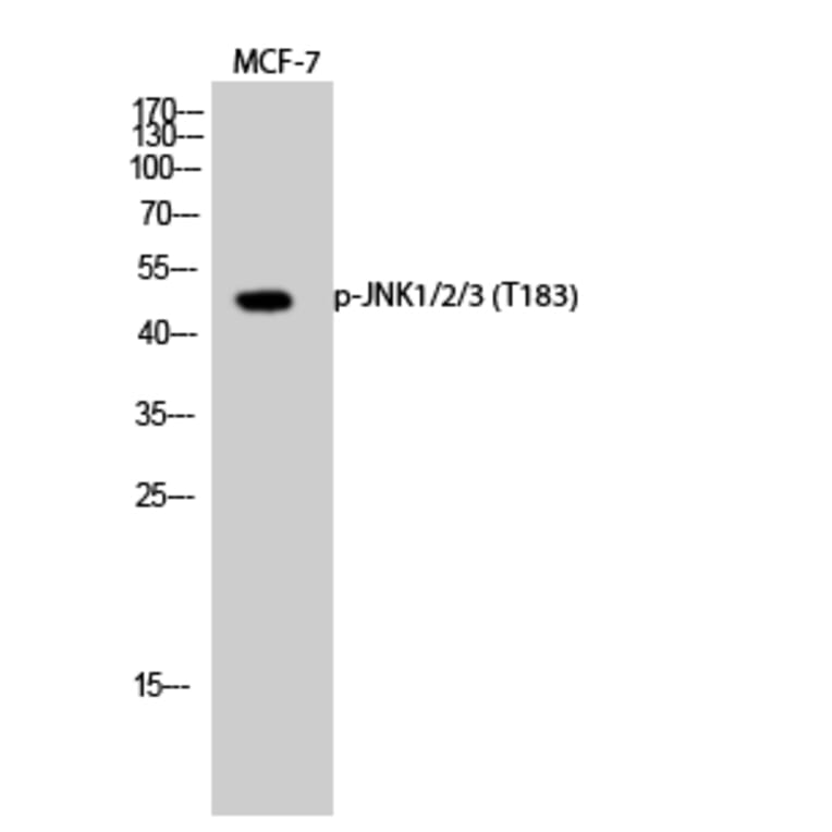 Western Blot - Anti-SAPK (phospho Thr183) Antibody (A7128) - Antibodies.com