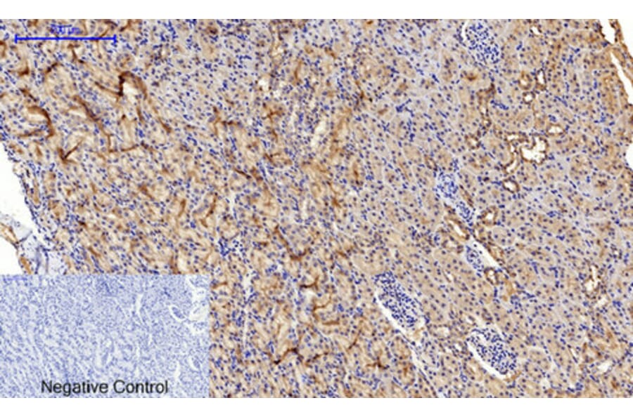 Immunohistochemistry - Anti-SAPK (phospho Thr183) Antibody (A7128) - Antibodies.com