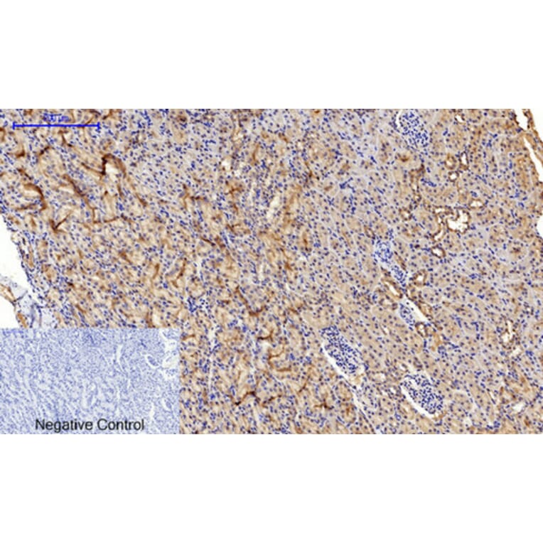 Immunohistochemistry - Anti-SAPK (phospho Thr183) Antibody (A7128) - Antibodies.com