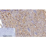 Immunohistochemistry - Anti-SAPK (phospho Thr183) Antibody (A7128) - Antibodies.com