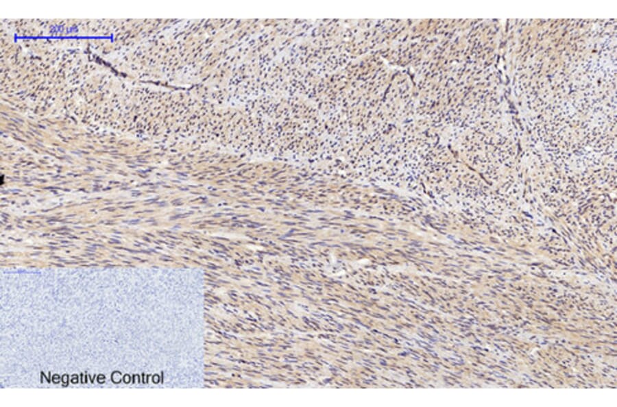 Immunohistochemistry - Anti-SAPK (phospho Thr183) Antibody (A7128) - Antibodies.com