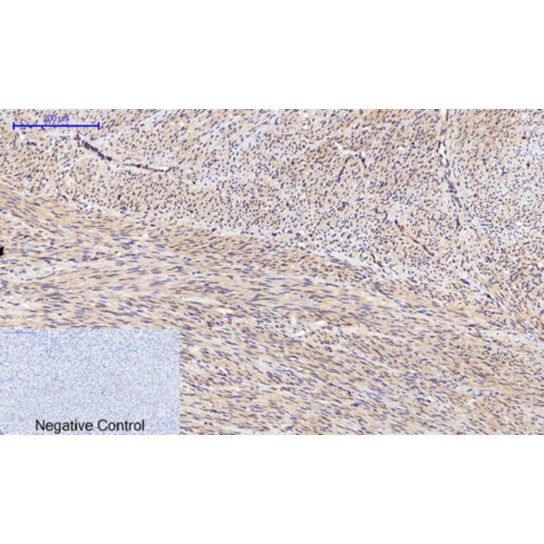 Immunohistochemistry - Anti-SAPK (phospho Thr183) Antibody (A7128) - Antibodies.com