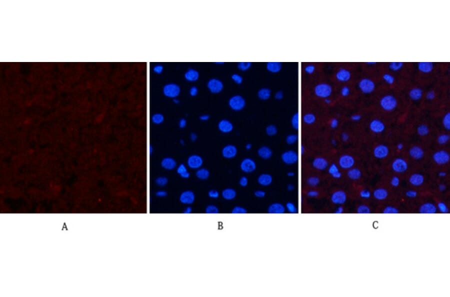 Immunofluorescence - Anti-SAPK (phospho Thr183) Antibody (A7128) - Antibodies.com