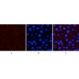 Immunofluorescence - Anti-SAPK (phospho Thr183) Antibody (A7128) - Antibodies.com