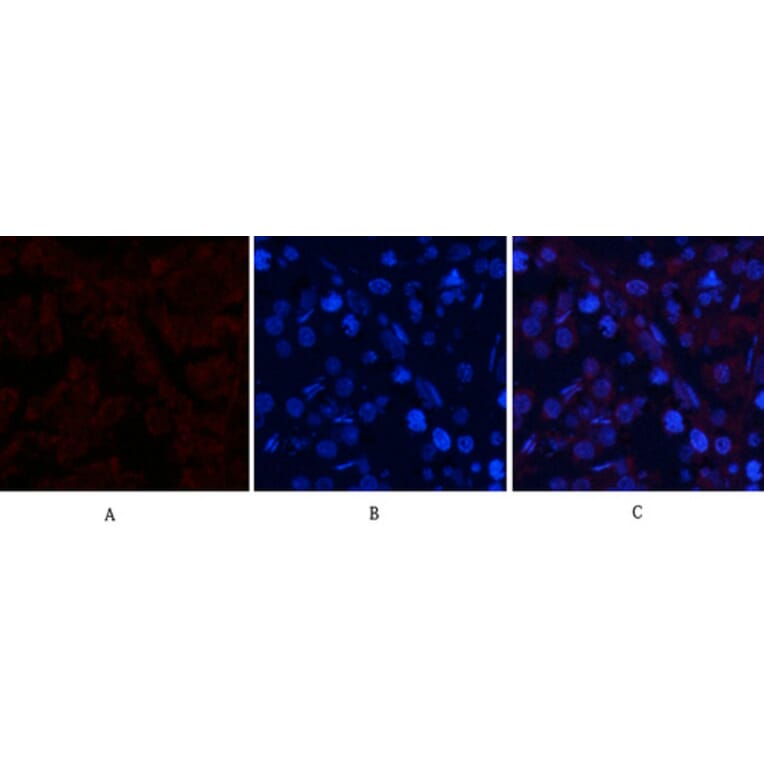 Immunofluorescence - Anti-SAPK (phospho Thr183) Antibody (A7128) - Antibodies.com
