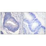 Immunohistochemistry - Anti-PYK2 (phospho Tyr580) Antibody (A0084) - Antibodies.com