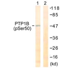 Western Blot - Anti-PTP1B (phospho Ser50) Antibody (A0809) - Antibodies.com