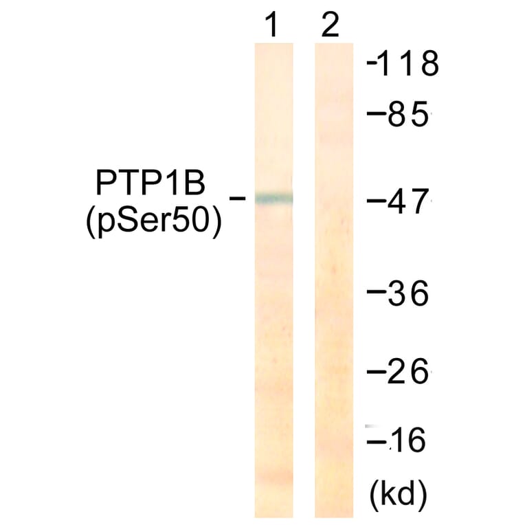 Western Blot - Anti-PTP1B (phospho Ser50) Antibody (A0809) - Antibodies.com