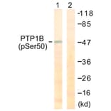 Western Blot - Anti-PTP1B (phospho Ser50) Antibody (A0809) - Antibodies.com