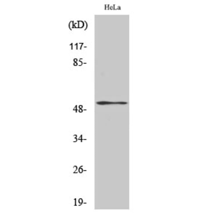 Western Blot - Anti-PTEN (phospho Ser370) Antibody (A7201) - Antibodies.com
