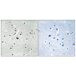 Immunohistochemistry - Anti-PLD2 (phospho Tyr169) Antibody (A8400) - Antibodies.com