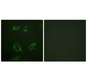 Immunofluorescence - Anti-PLD1 (phospho Ser561) Antibody (A0723) - Antibodies.com