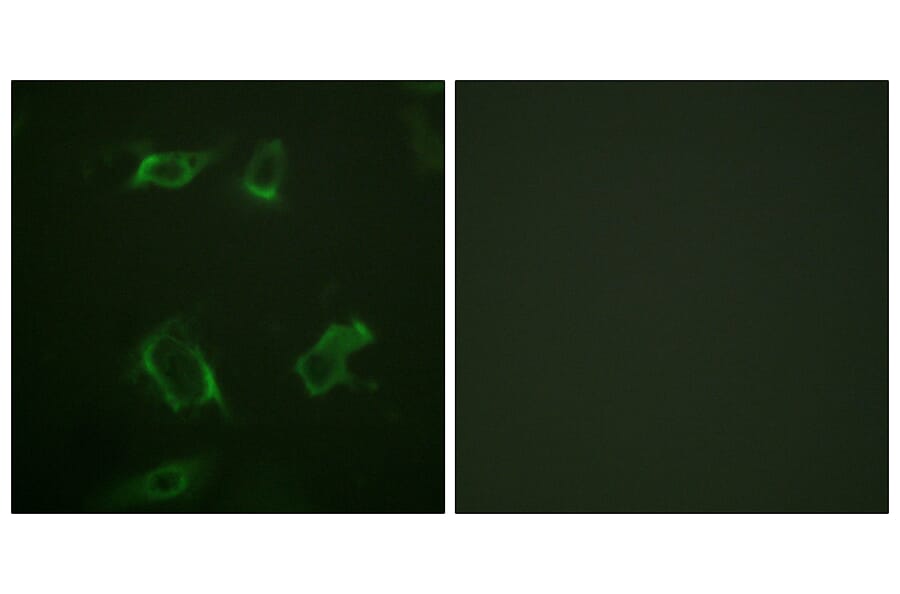 Immunofluorescence - Anti-PLD1 (phospho Ser561) Antibody (A0723) - Antibodies.com
