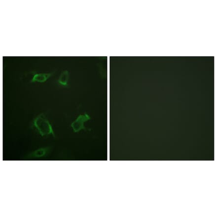 Immunofluorescence - Anti-PLD1 (phospho Ser561) Antibody (A0723) - Antibodies.com