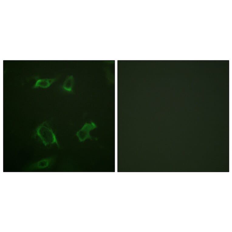 Immunofluorescence - Anti-PLD1 (phospho Ser561) Antibody (A0723) - Antibodies.com