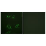 Immunofluorescence - Anti-PLD1 (phospho Ser561) Antibody (A0723) - Antibodies.com