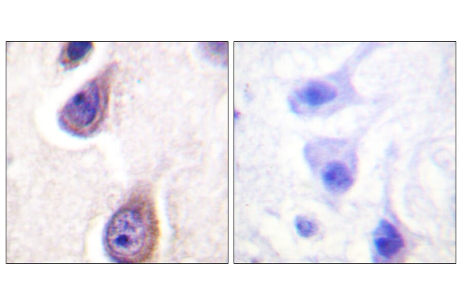 Immunohistochemistry - Anti-PLD1 (phospho Ser561) Antibody (A0723) - Antibodies.com