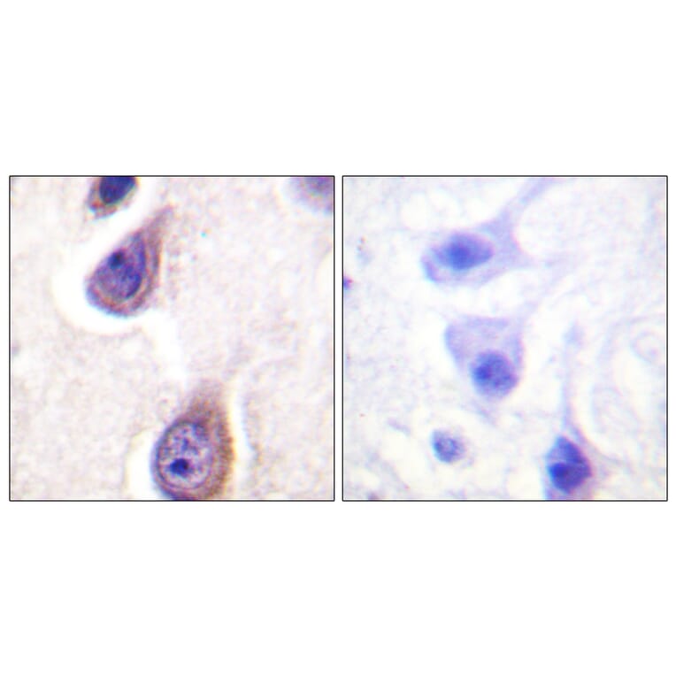 Immunohistochemistry - Anti-PLD1 (phospho Ser561) Antibody (A0723) - Antibodies.com