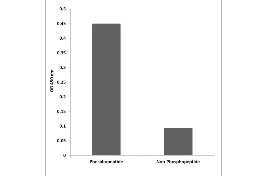 ELISA - Anti-PKD1 (phospho Ser910) Antibody (P12-1045) - Antibodies.com
