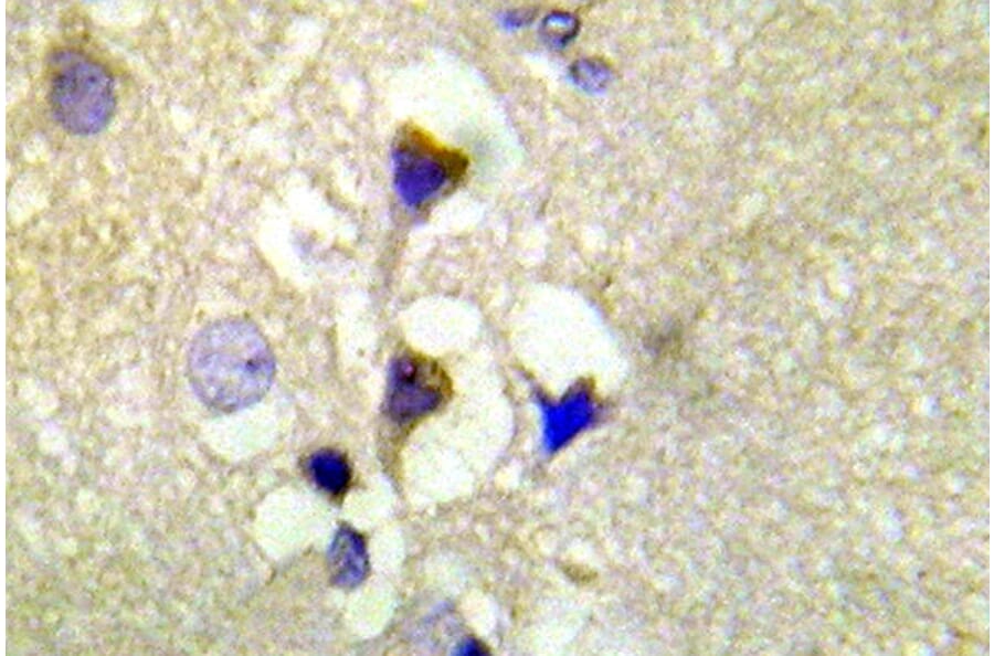 Immunohistochemistry - Anti-PKD1 (phospho Ser910) Antibody (P12-1045) - Antibodies.com