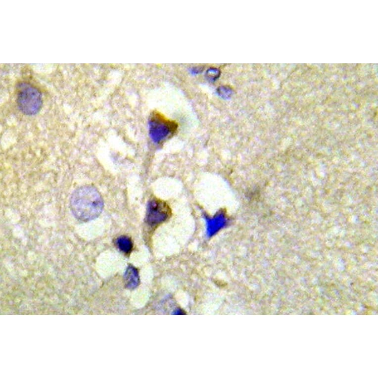 Immunohistochemistry - Anti-PKD1 (phospho Ser910) Antibody (P12-1045) - Antibodies.com
