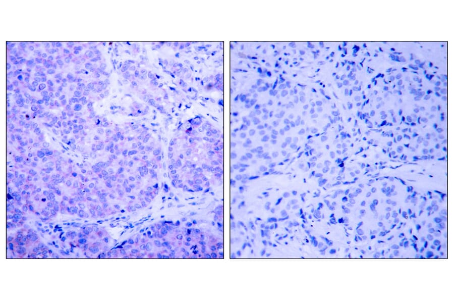 Immunohistochemistry - Anti-PDK1 (phospho Ser241) Antibody (A7195) - Antibodies.com