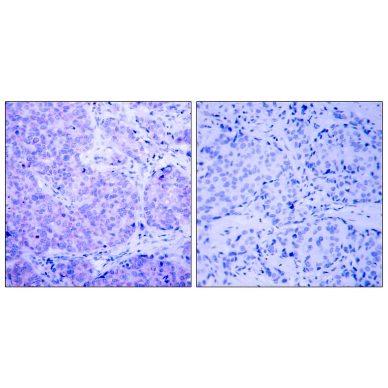 Immunohistochemistry - Anti-PDK1 (phospho Ser241) Antibody (A7195) - Antibodies.com