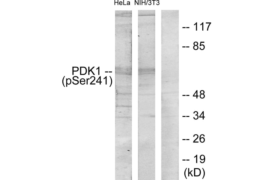 Western Blot - Anti-PDK1 (phospho Ser241) Antibody (A7195) - Antibodies.com