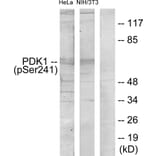 Western Blot - Anti-PDK1 (phospho Ser241) Antibody (A7195) - Antibodies.com