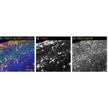 Immunostaining - Anti-PAK3 (phospho Ser154) Antibody - Antibodies.com