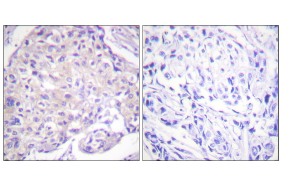 Immunohistochemistry - Anti-PAK1 (phospho Thr212) Antibody (A0539) - Antibodies.com