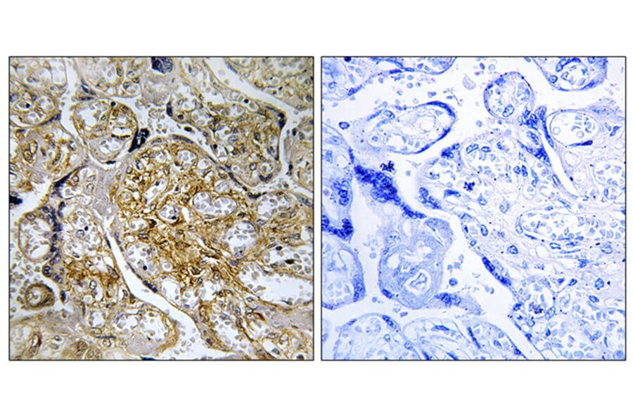 Immunohistochemistry - Anti-PAK1 (phospho Ser199) Antibody (A1113) - Antibodies.com