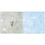 Immunohistochemistry - Anti-Opioid Receptor-delta Antibody (B0420) - Antibodies.com